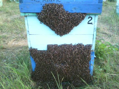 Купить пчел в белгородской. Пакет пчел. Пчела пакет продажа. Картонные пакеты под пчел. Пакеты пчёл Дальневосточной породы.